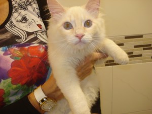 a toilet trained pussy cat